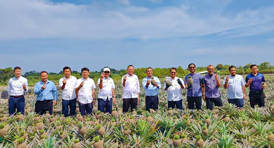 拜访团再菠萝园